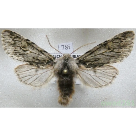 Brachionycha nubeculosa (Esper, 1785) Czech78i